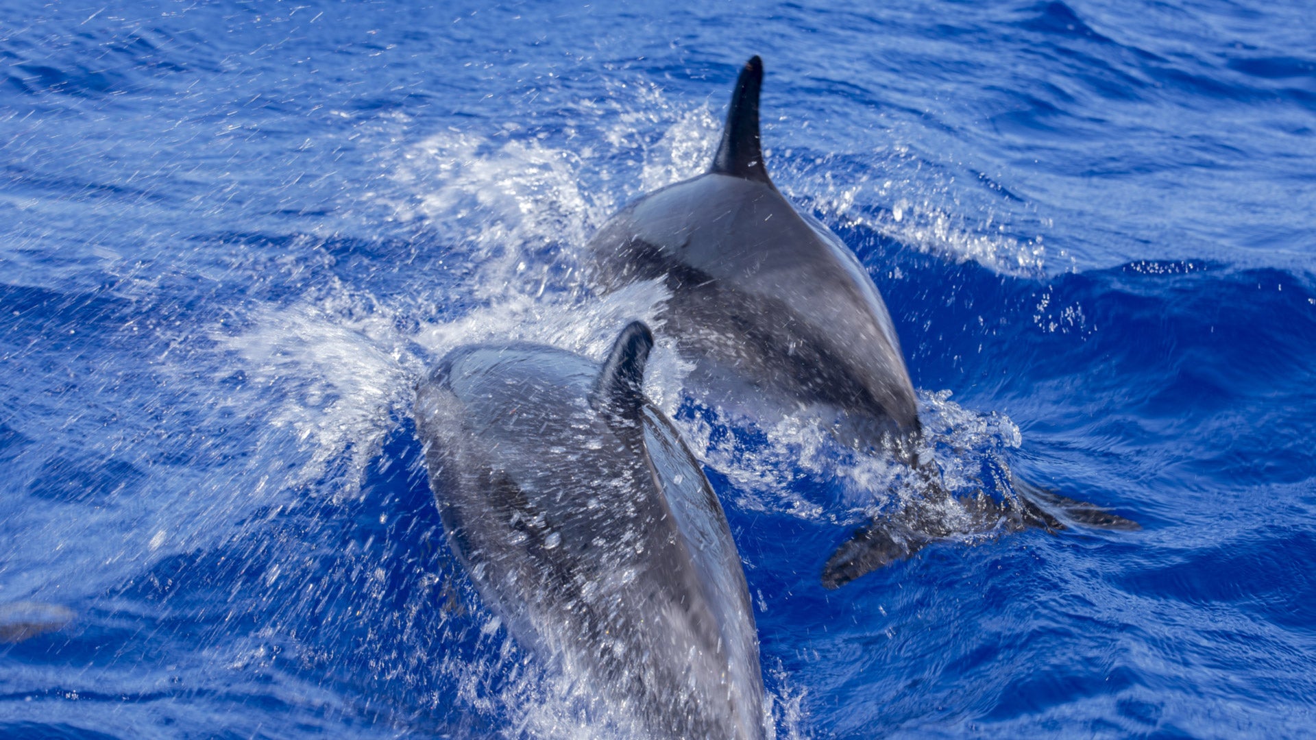 Delfines en la Costa Norte